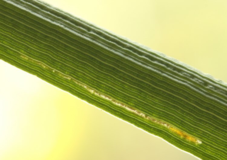 larva