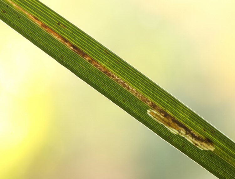 larva