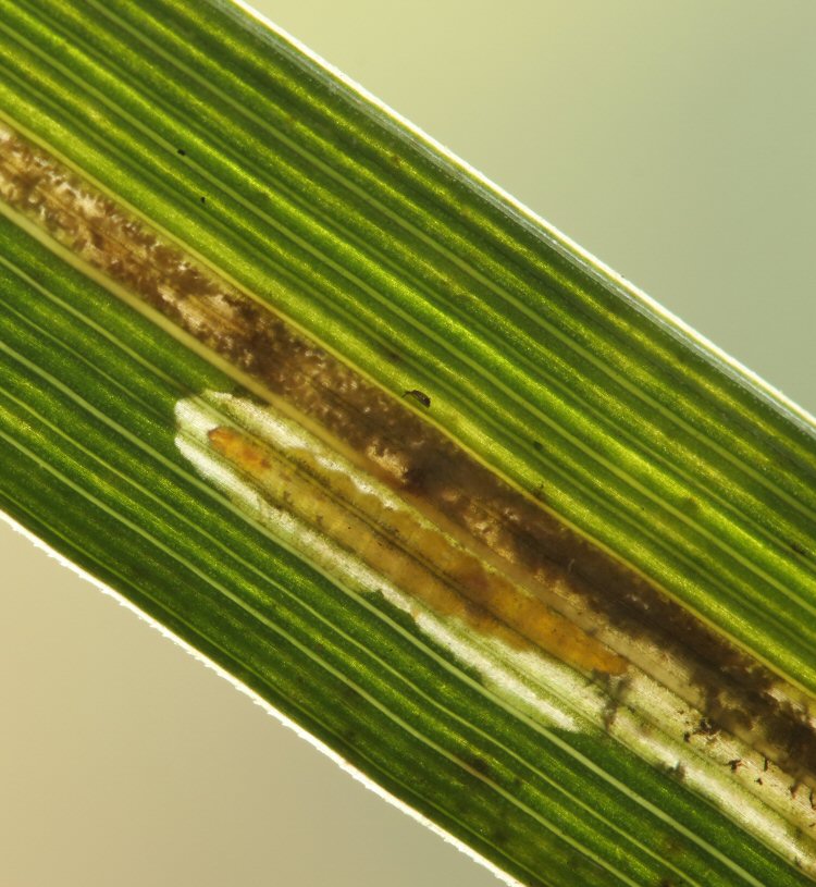 larva in detail