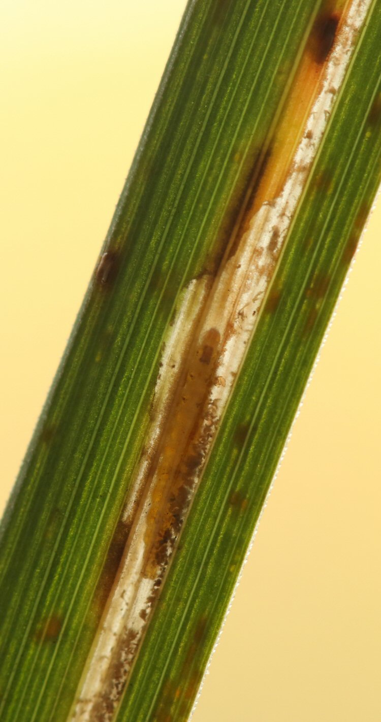 larva