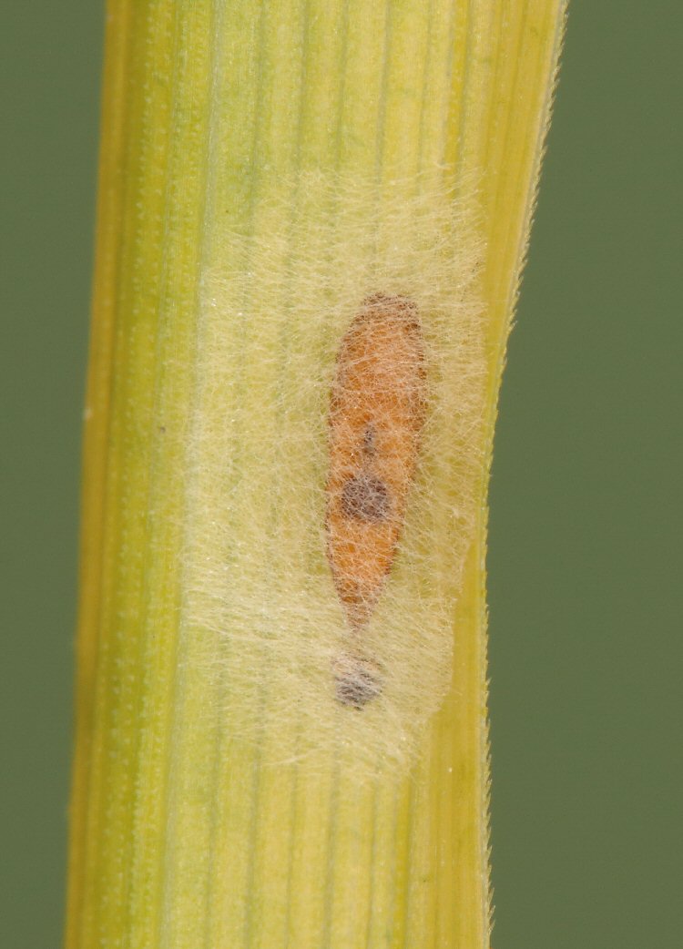 pupa