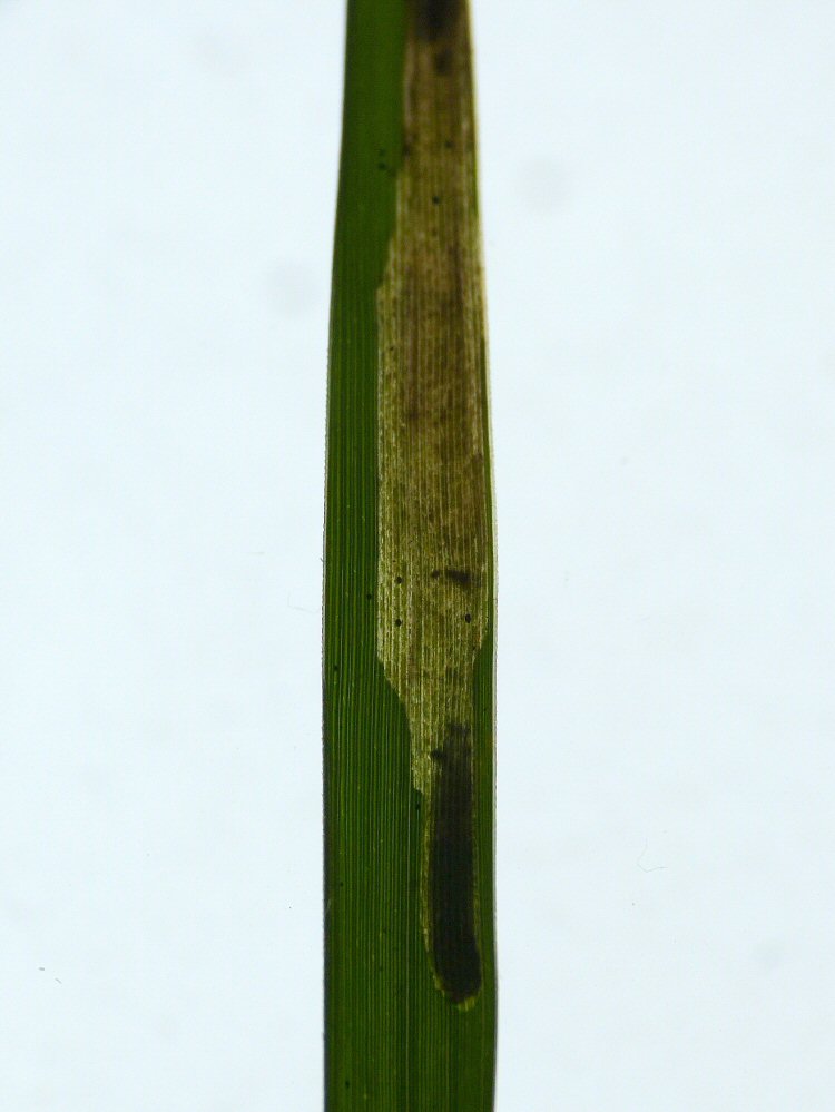 larva in mine