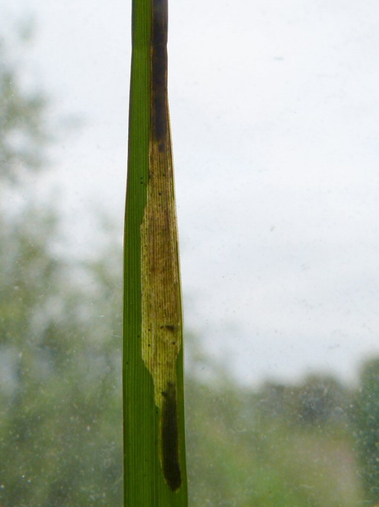 larva in mine