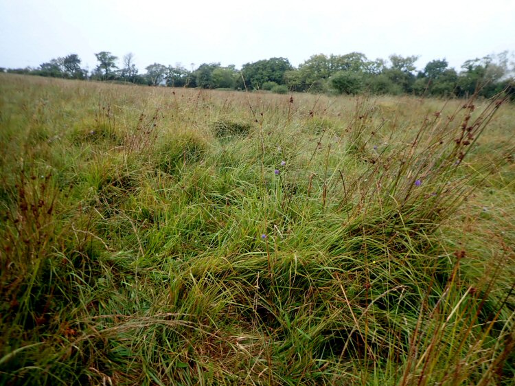 habitat