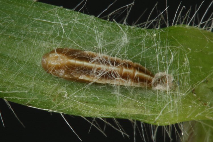 pupa