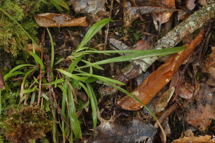mines in situ