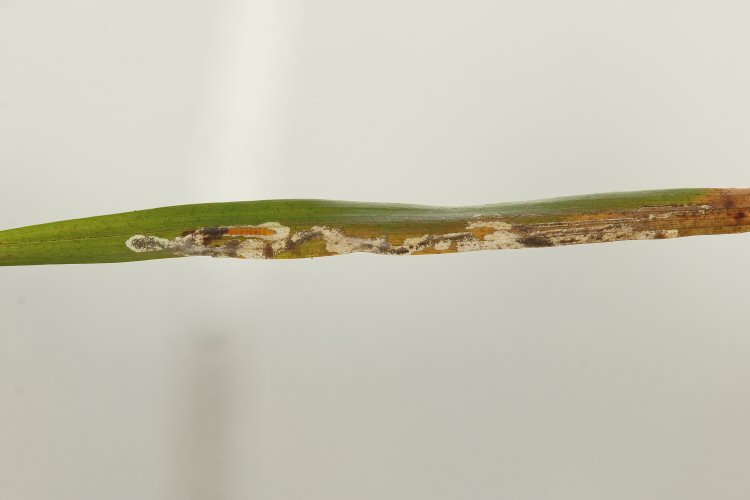 larva in mine