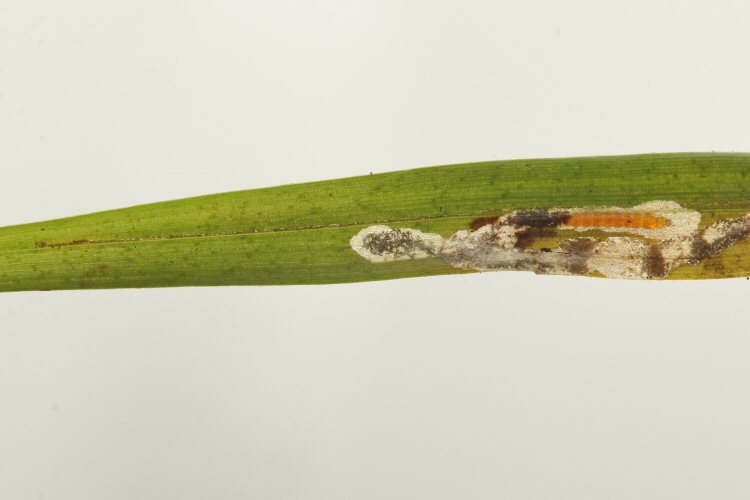 larva in mine