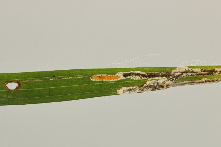 larva in mine