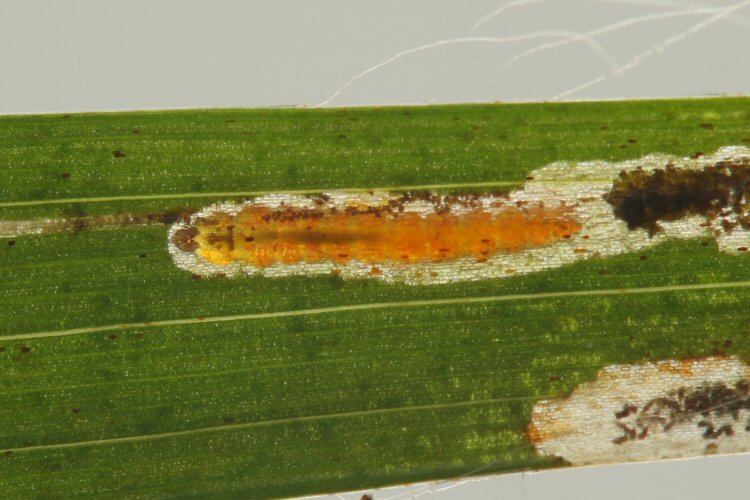larva