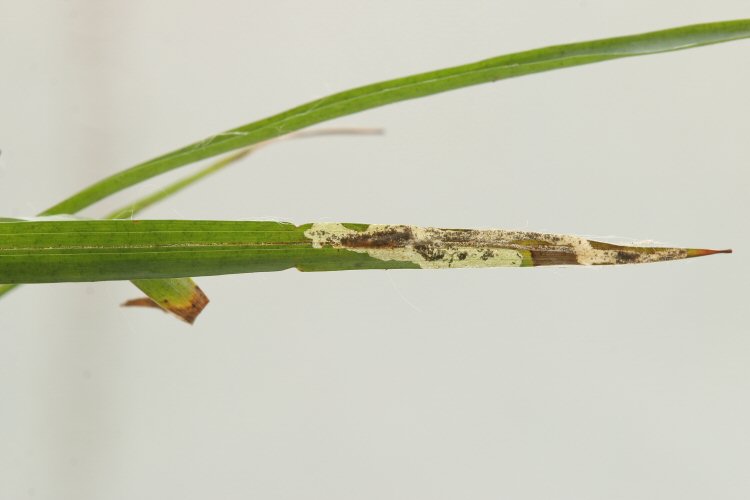 larva in mine