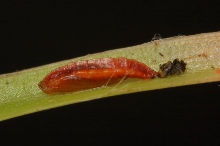 pupa