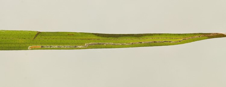 larva in mine