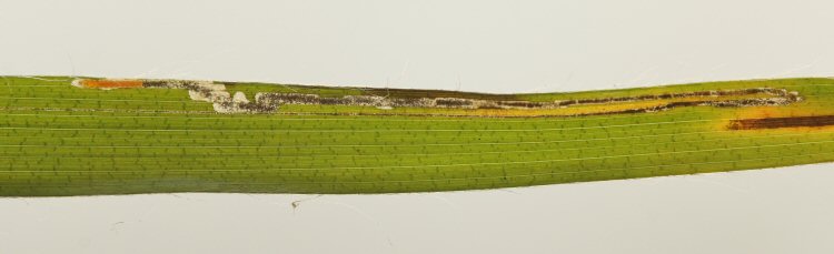 larva in mine