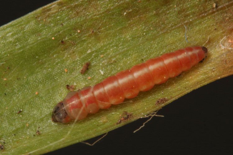 larva pupating