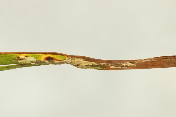 larva in mine