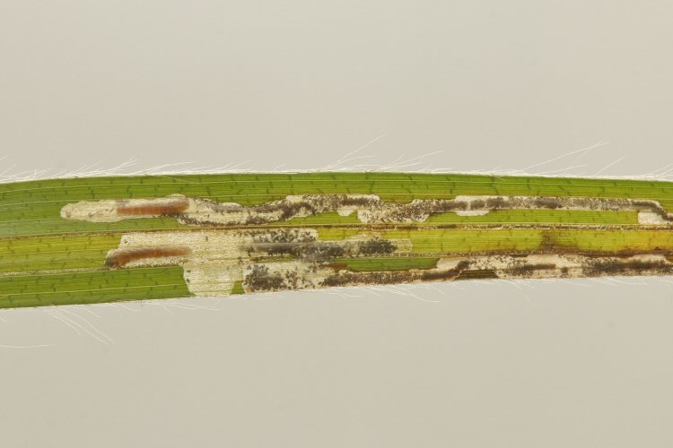 two larvae mining a leaf