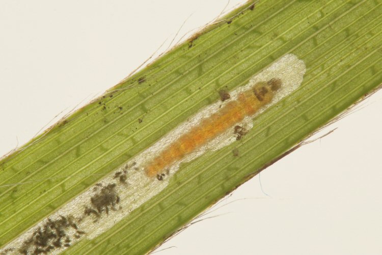larva in mine