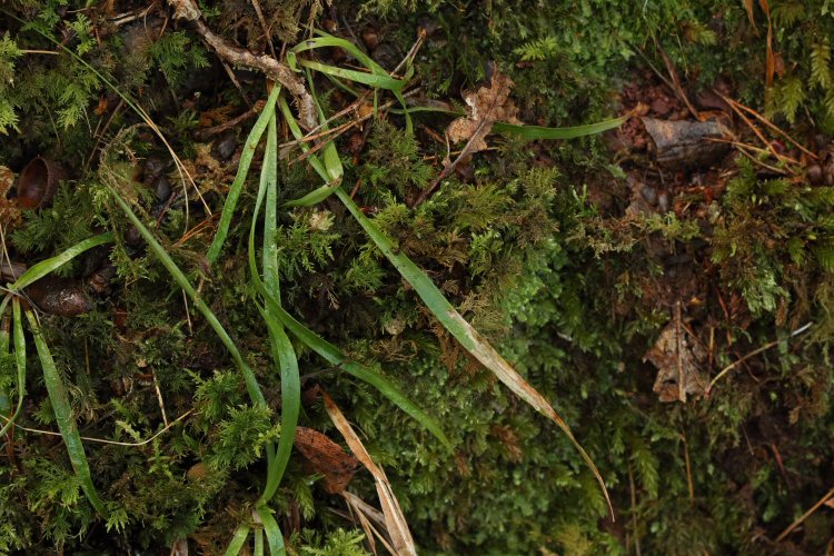 leaf tips die