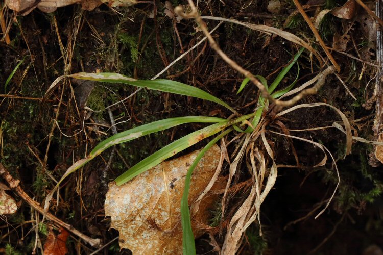 leaf tips die