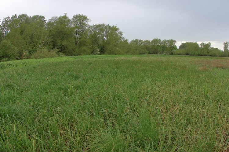 habitat