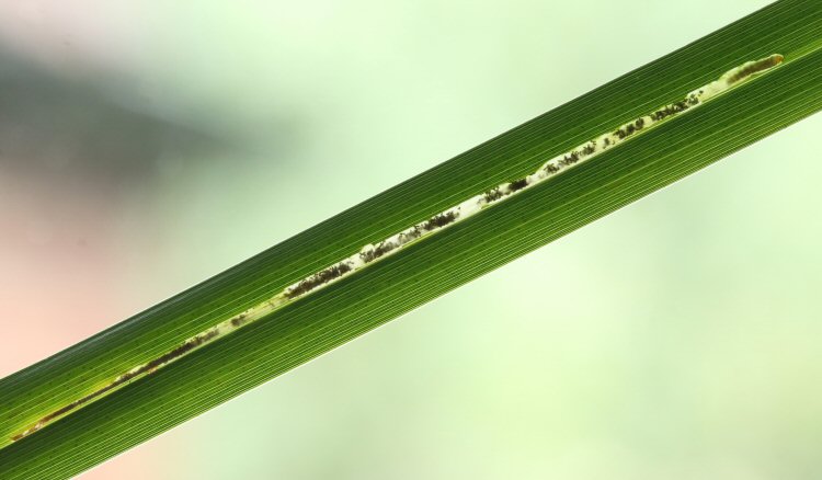 mature larva