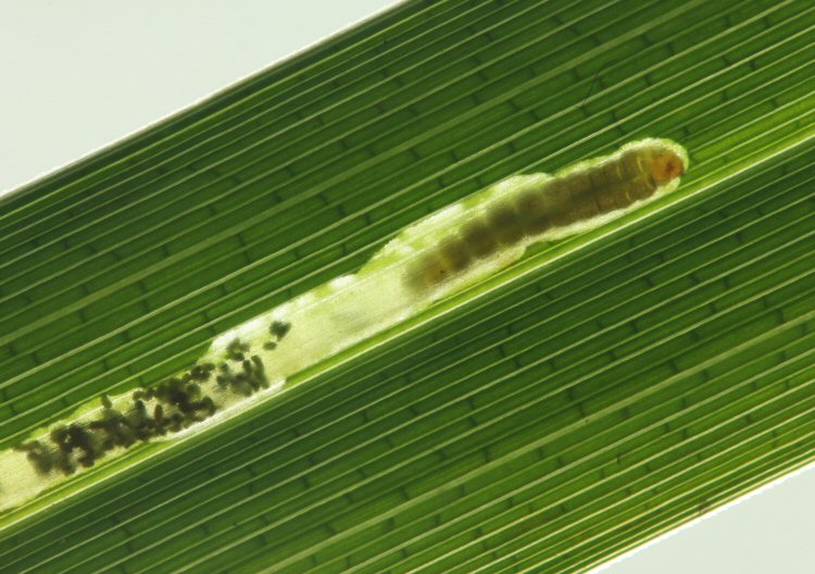 mature larva