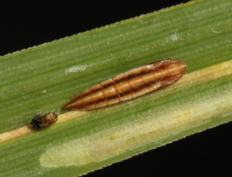 pupa dorsal view
