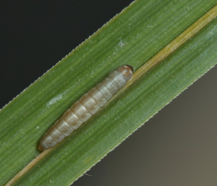 larva dorsal view