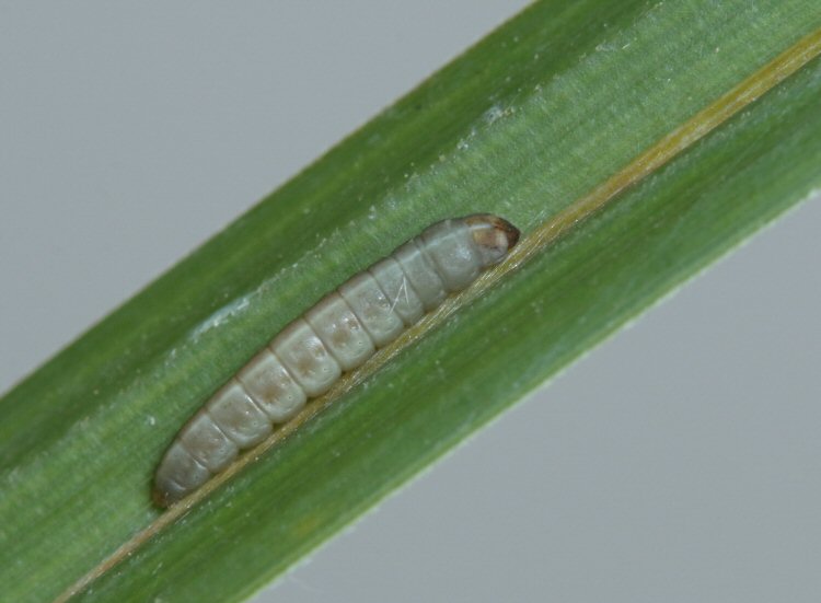 larva lateral view