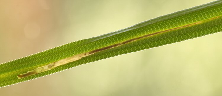 larva in mine