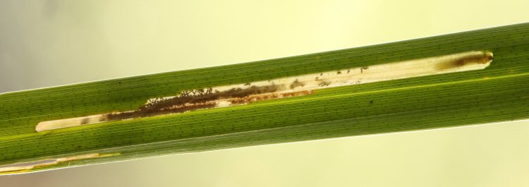 larva in mine