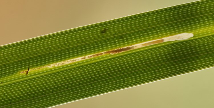 larva in mie