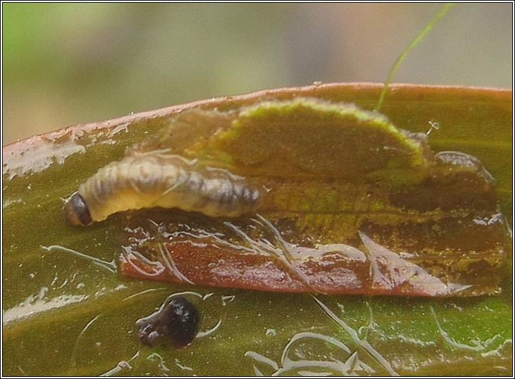 larva from case