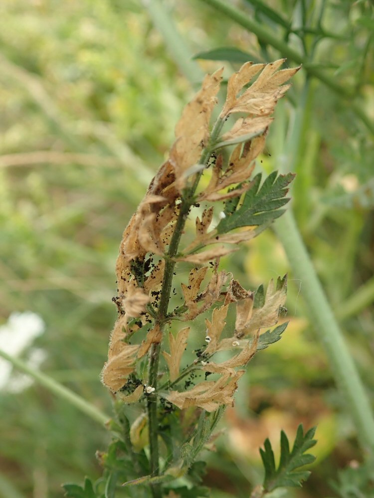larval feeding signs