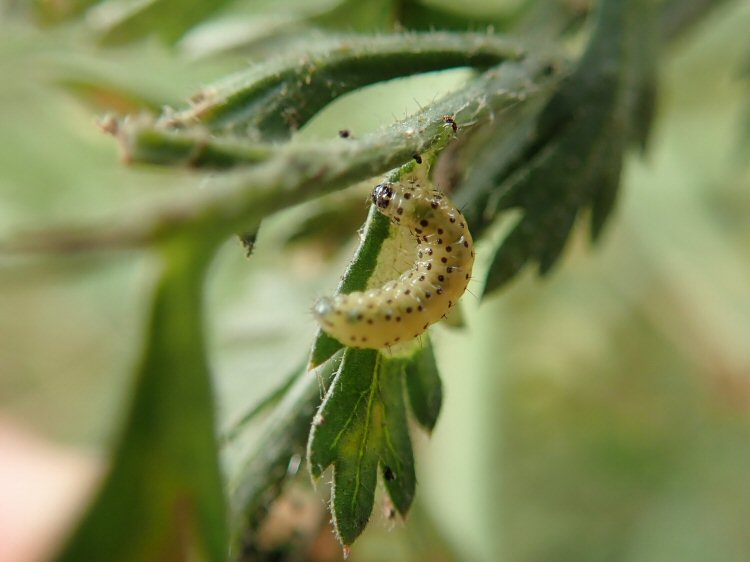 larva