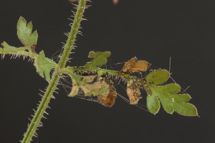 feeding signs on wild carrot