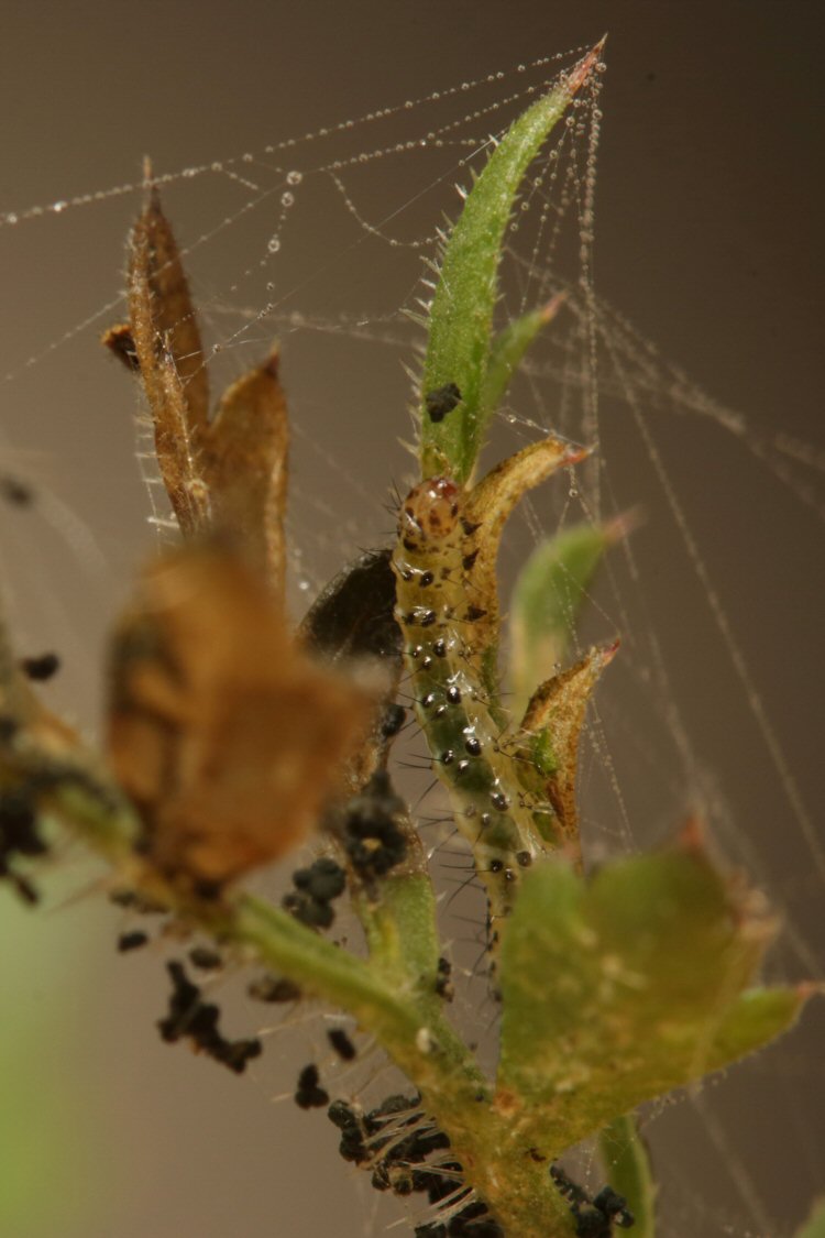 larva