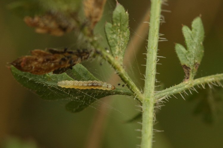 larva