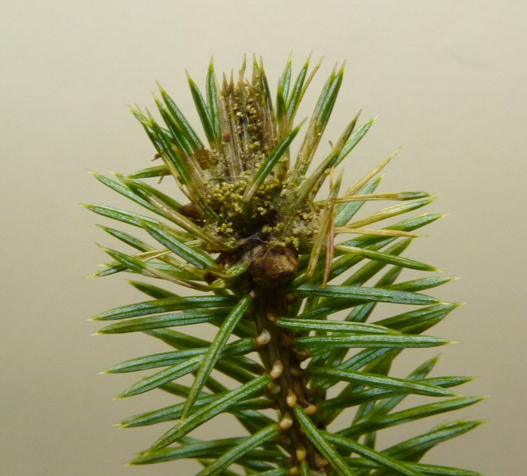 larval spinnings