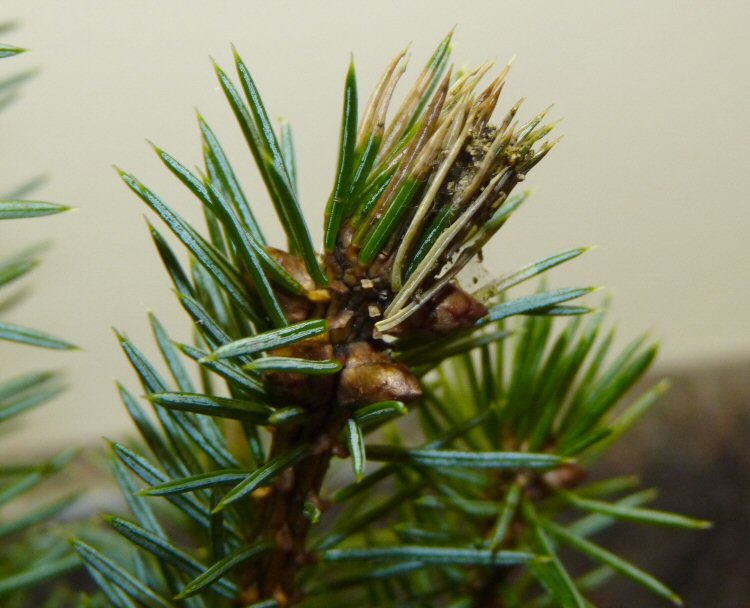 larval spinnings