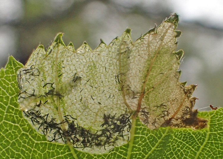 larvae in mine