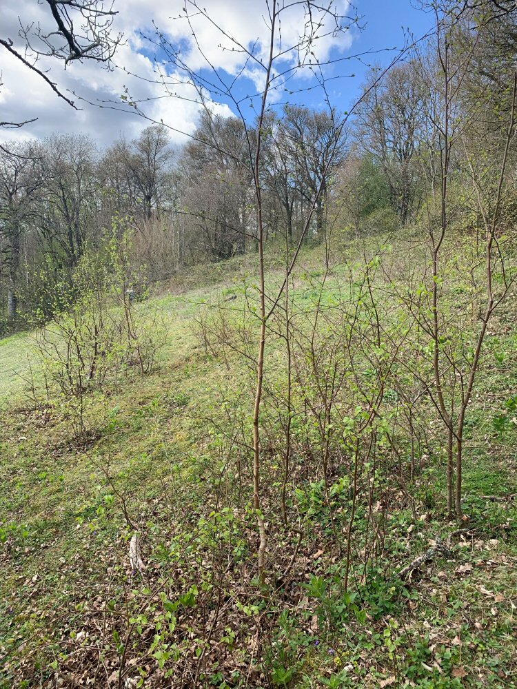 habitat