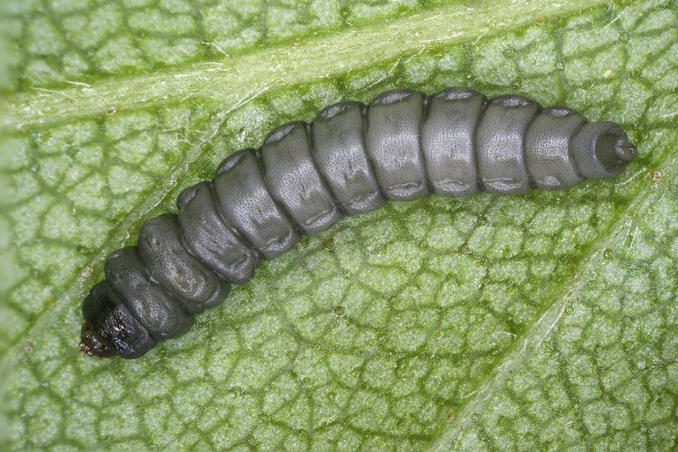 the larva