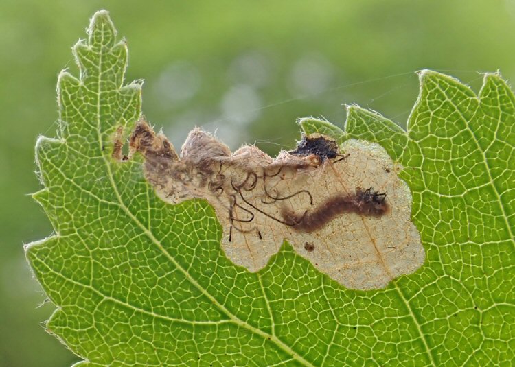 dark larva in mine