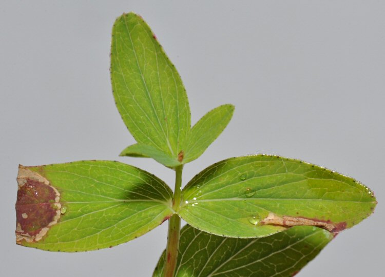 top view of leaf