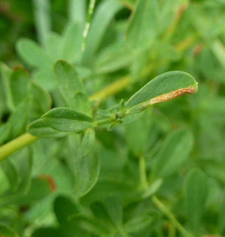 forms a phyllonorycter like mine