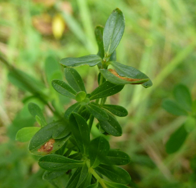 mine distorts the leaf