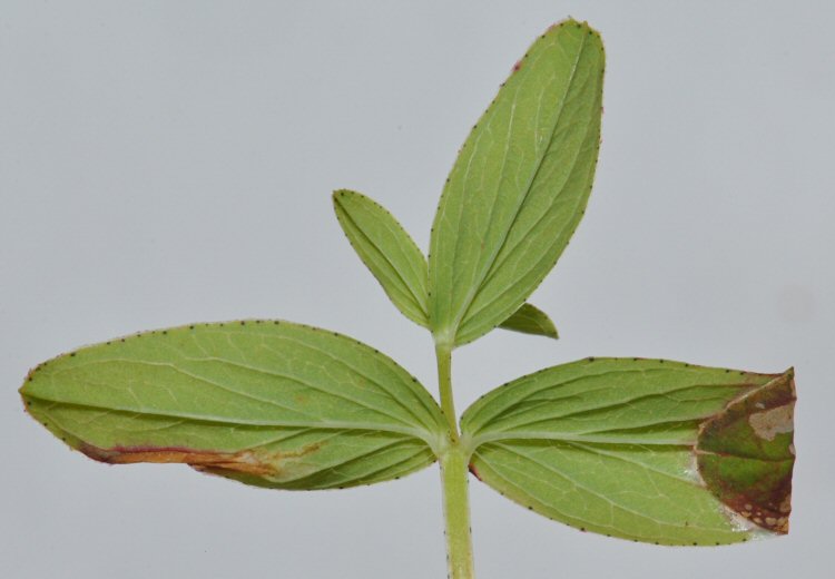 underside of leaf