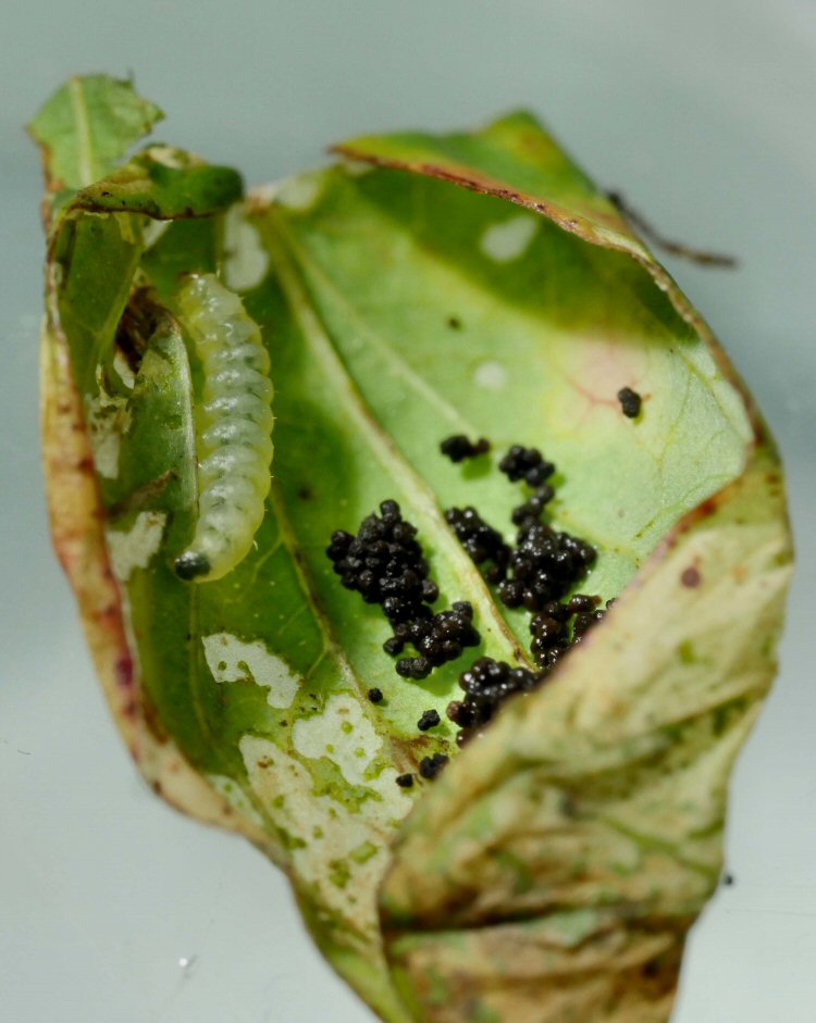 larva